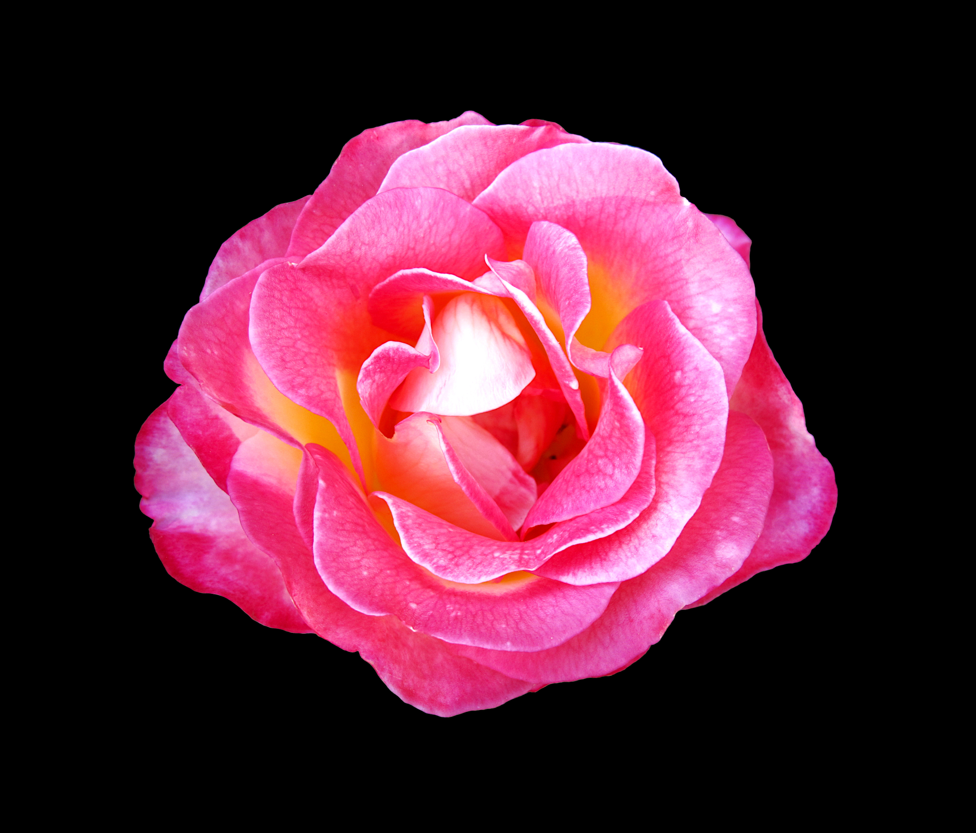 Pink rosy rose flower in sunlight